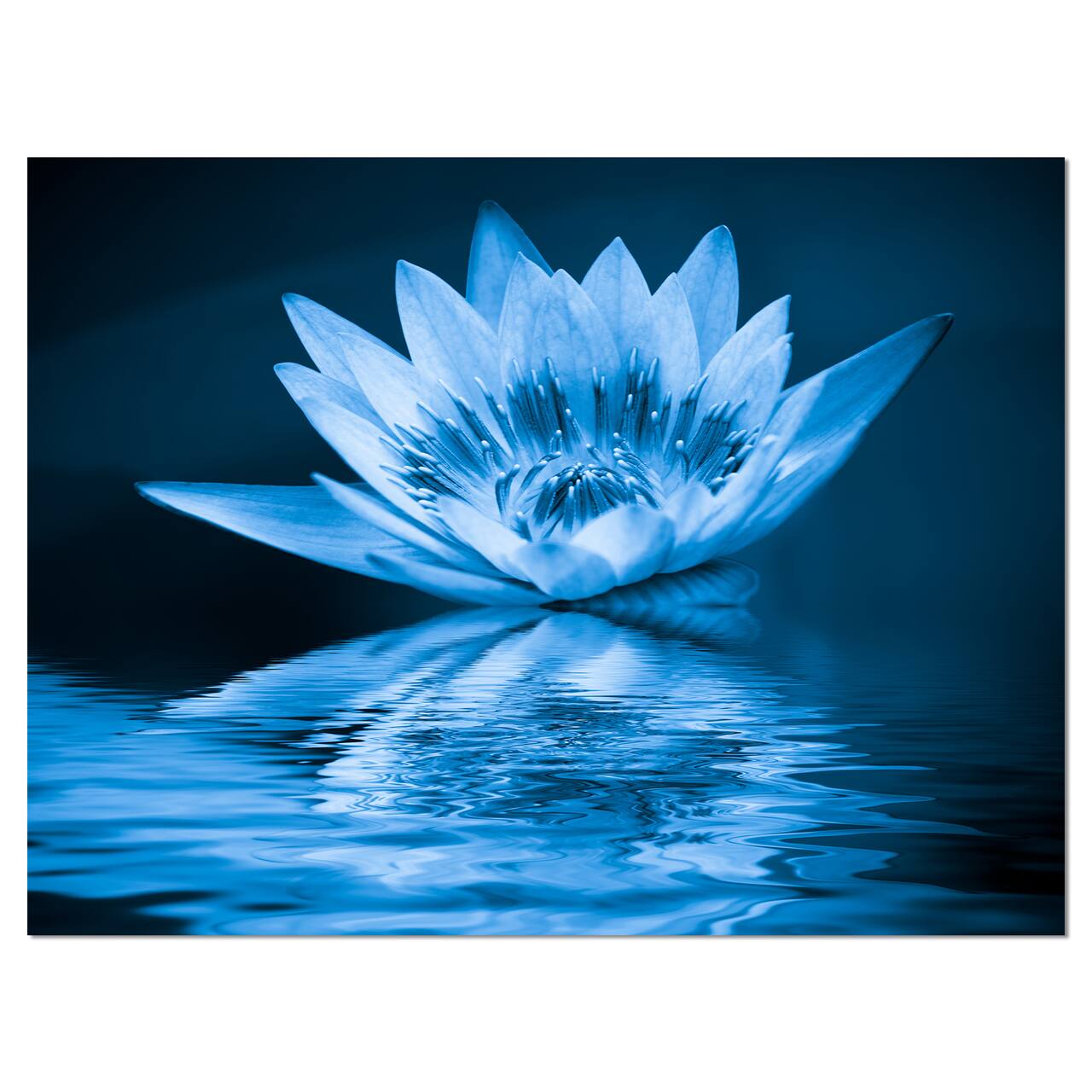 Designart - Blue Water Lily - Floral Art Canvas Print